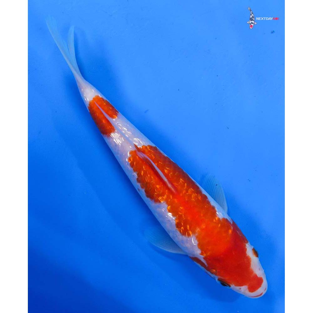 7.5” Imported Gin Rin Kohaku