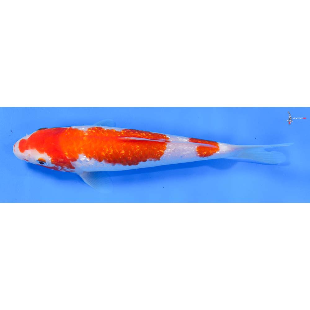 7.5” Imported Gin Rin Kohaku