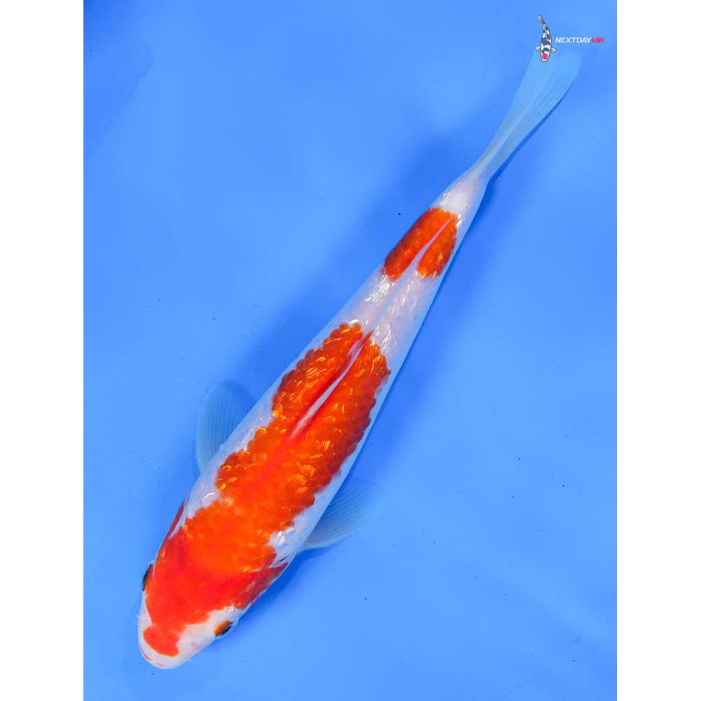 7.5” Imported Gin Rin Kohaku