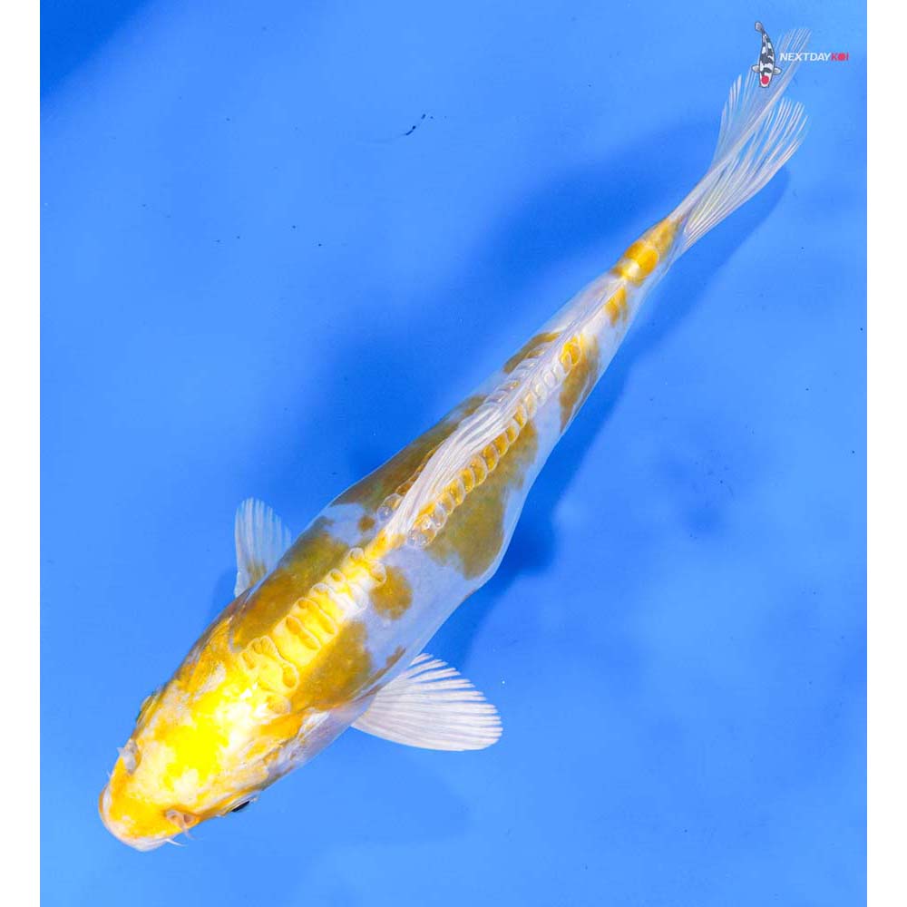 8.5” Imported Doitsu Lemon Hariwake