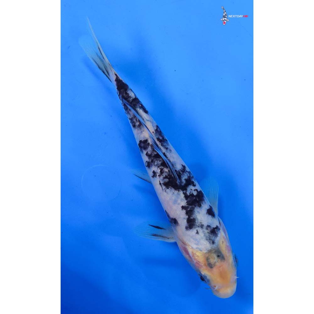 7.5” Imported Shiro Bekko