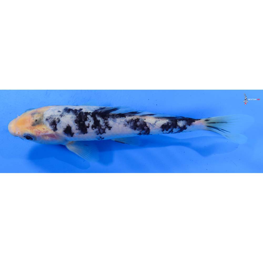7.5” Imported Shiro Bekko