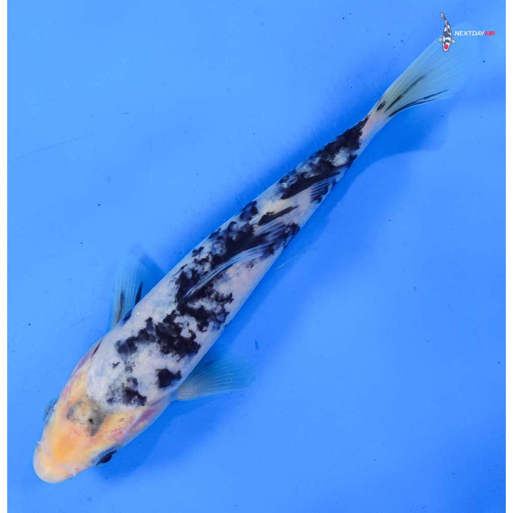 7.5” Imported Shiro Bekko