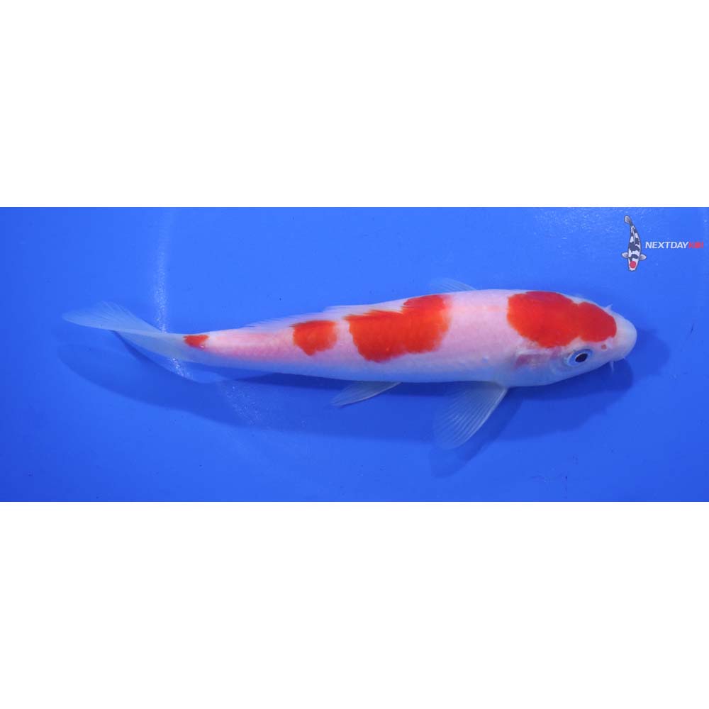 6” Imported Kohaku
