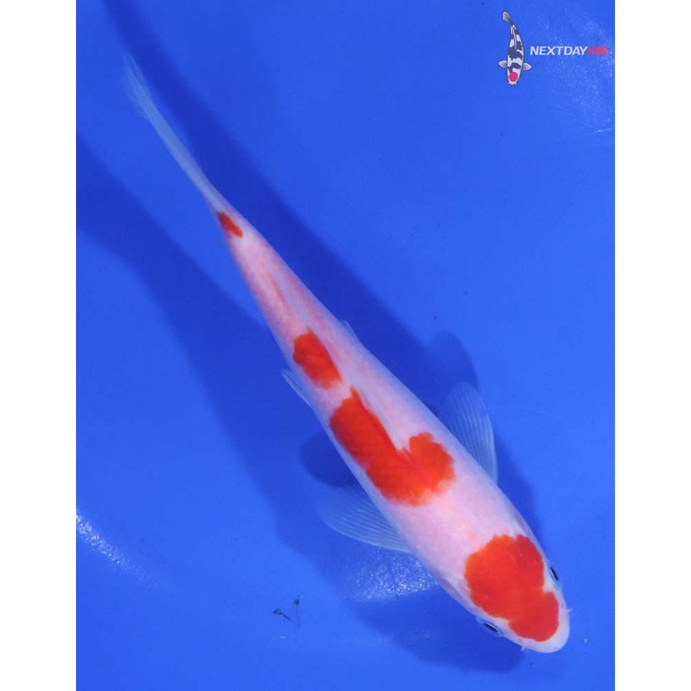6” Imported Kohaku