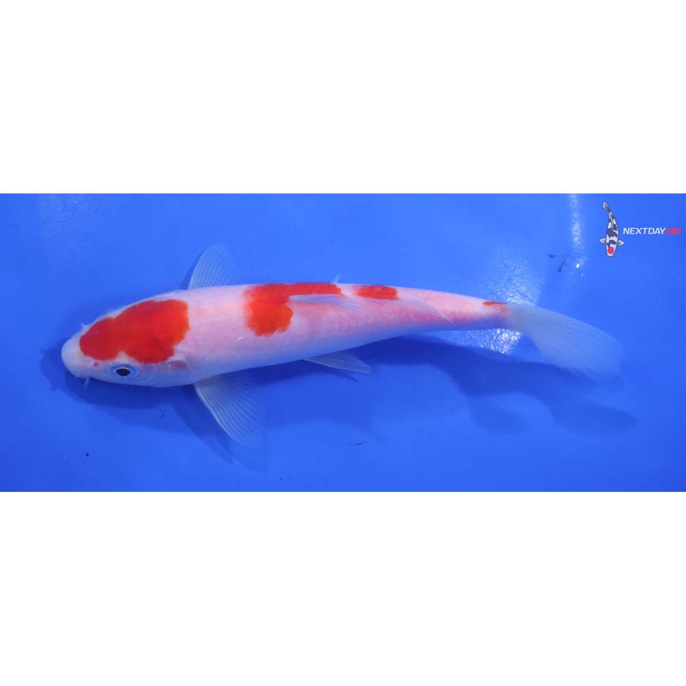 6” Imported Kohaku