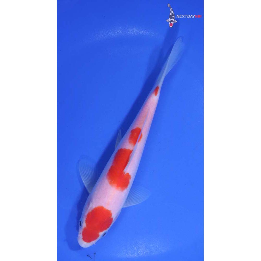6” Imported Kohaku