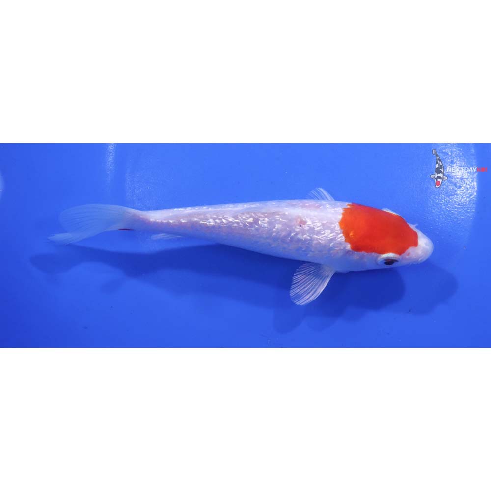 6” Imported Gin Rin Hariwake