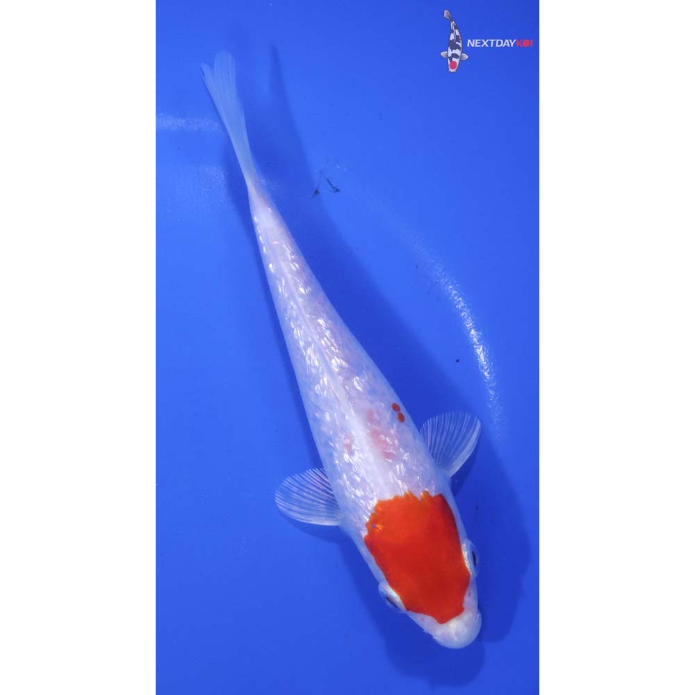 6” Imported Gin Rin Hariwake
