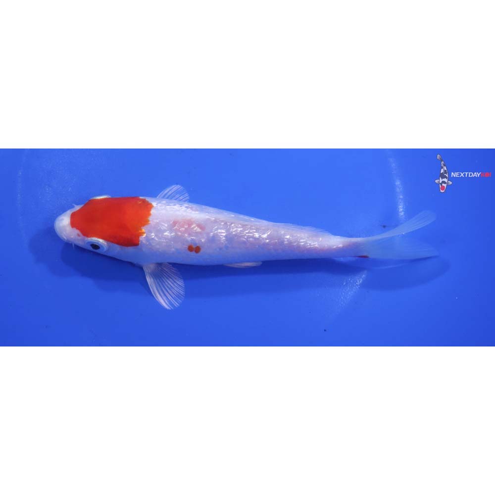 6” Imported Gin Rin Hariwake