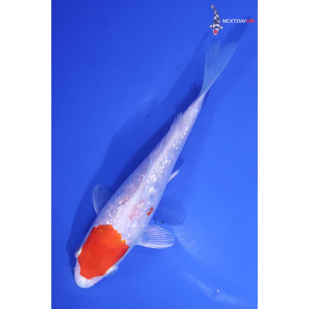 6” Imported Gin Rin Hariwake