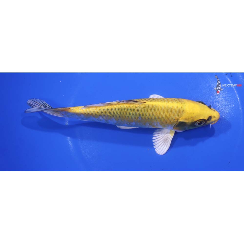 6.5” Imported Kujaku