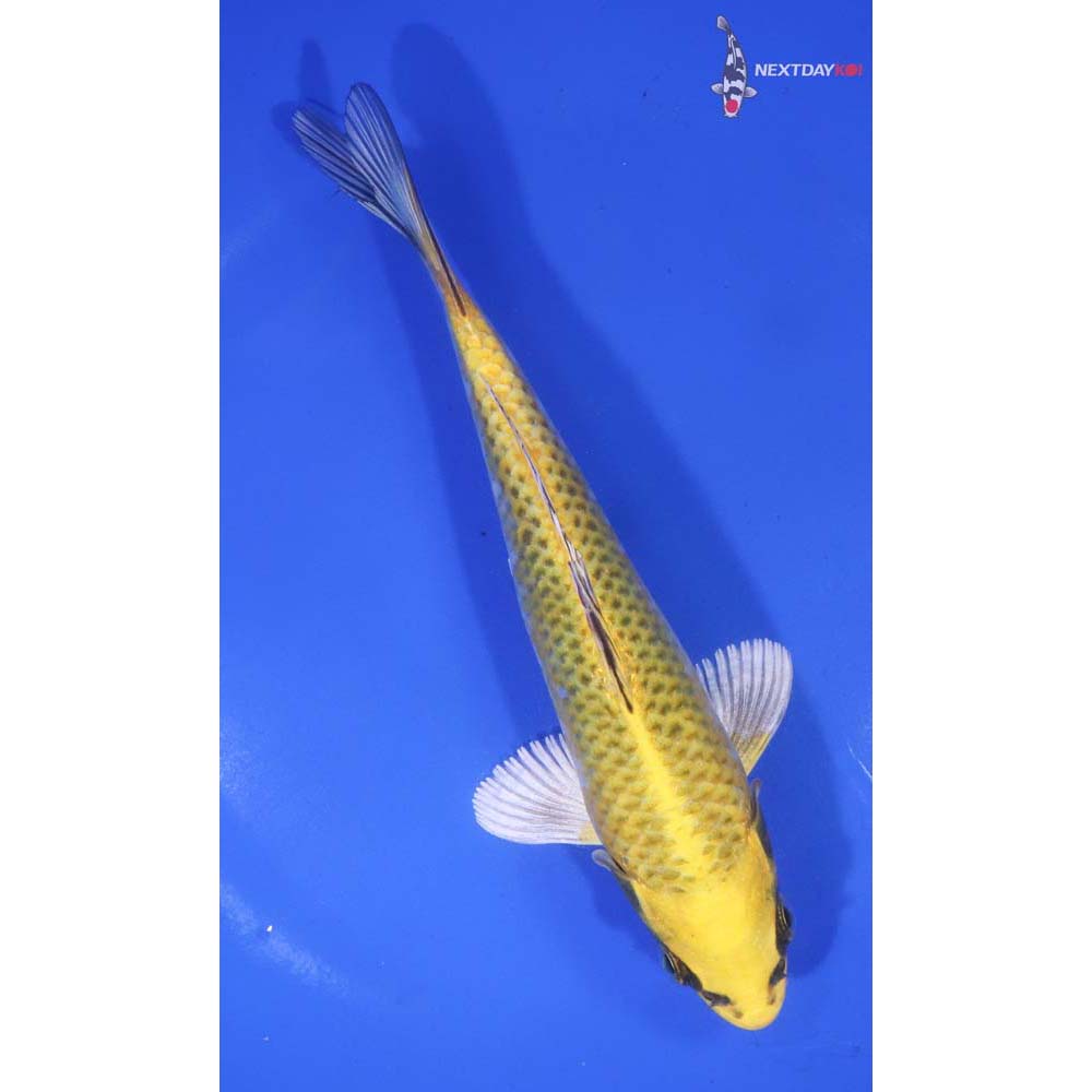 6.5” Imported Kujaku