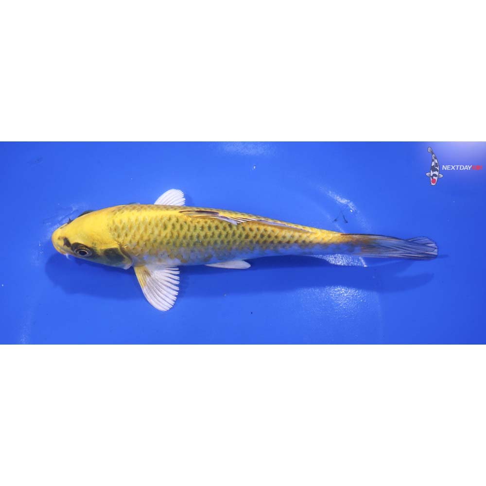 6.5” Imported Kujaku