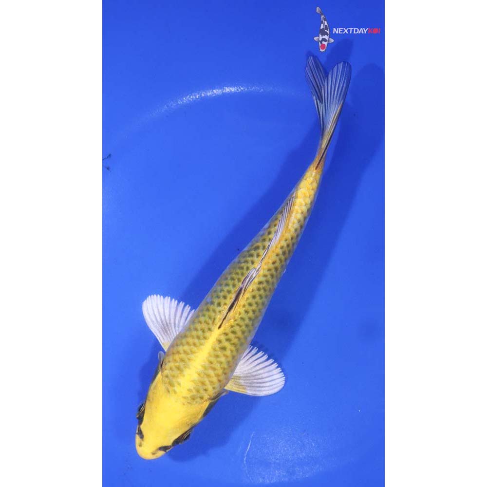 6.5” Imported Kujaku