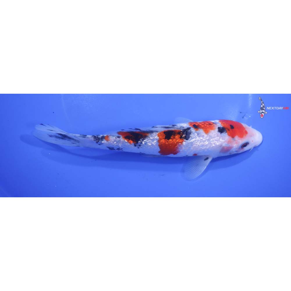 7” Imported Gin Rin Sanke