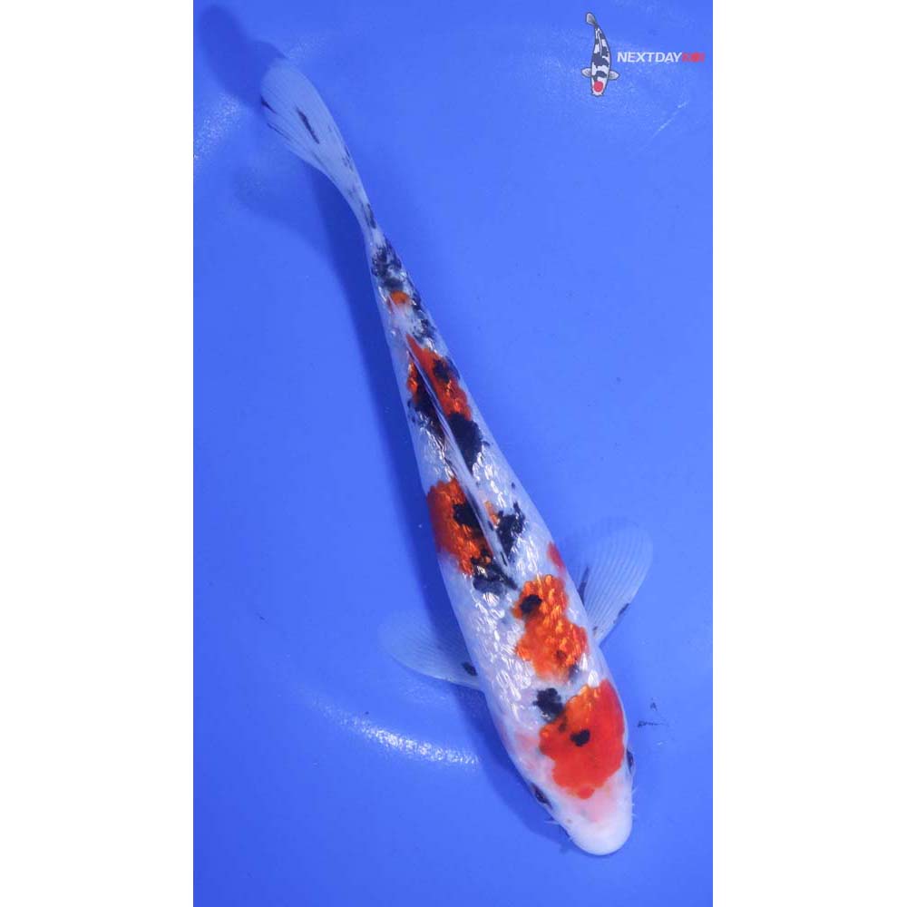 7” Imported Gin Rin Sanke