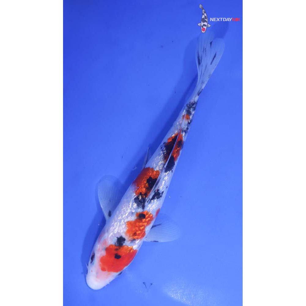 7” Imported Gin Rin Sanke
