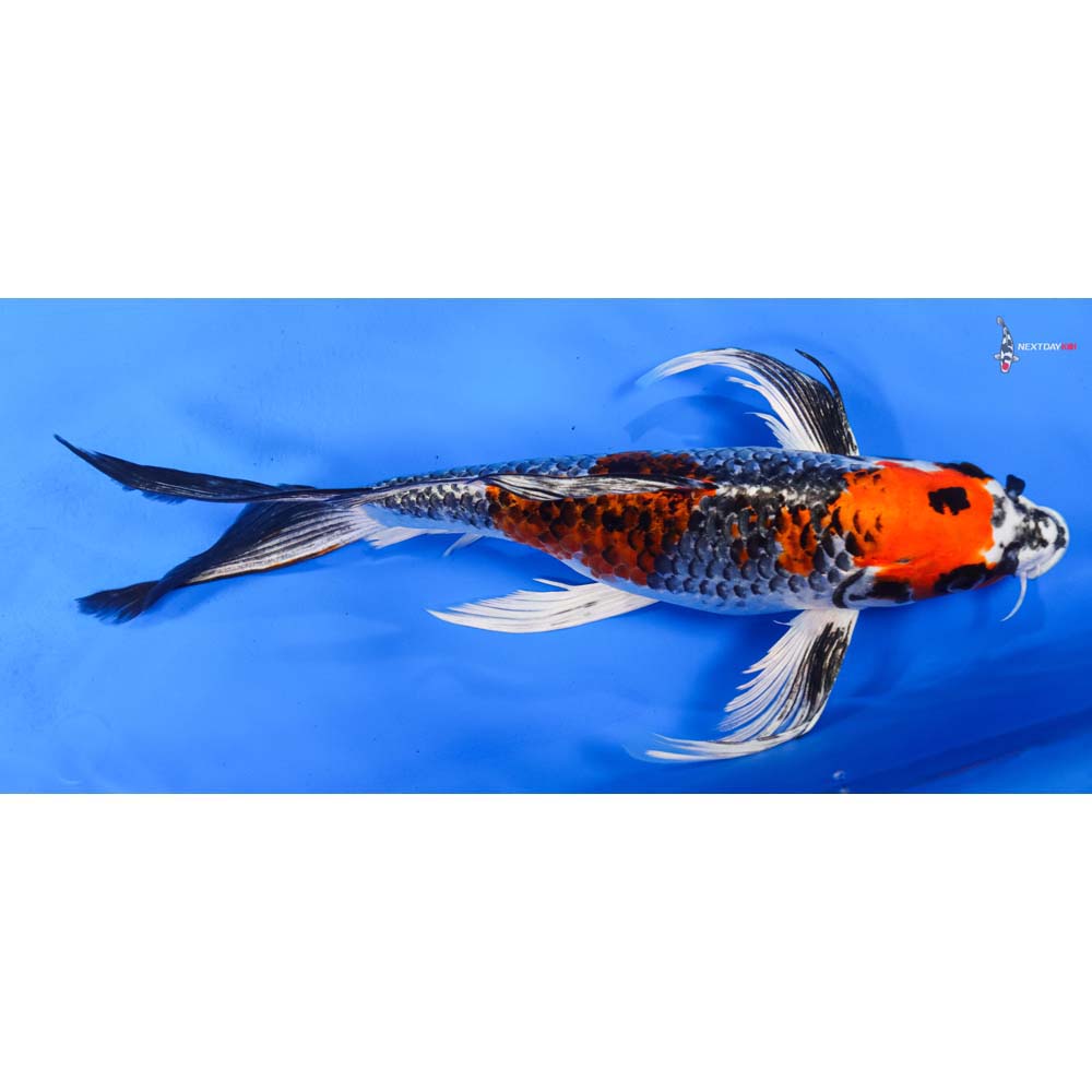 11” Imported Kujaku Butterfly Koi