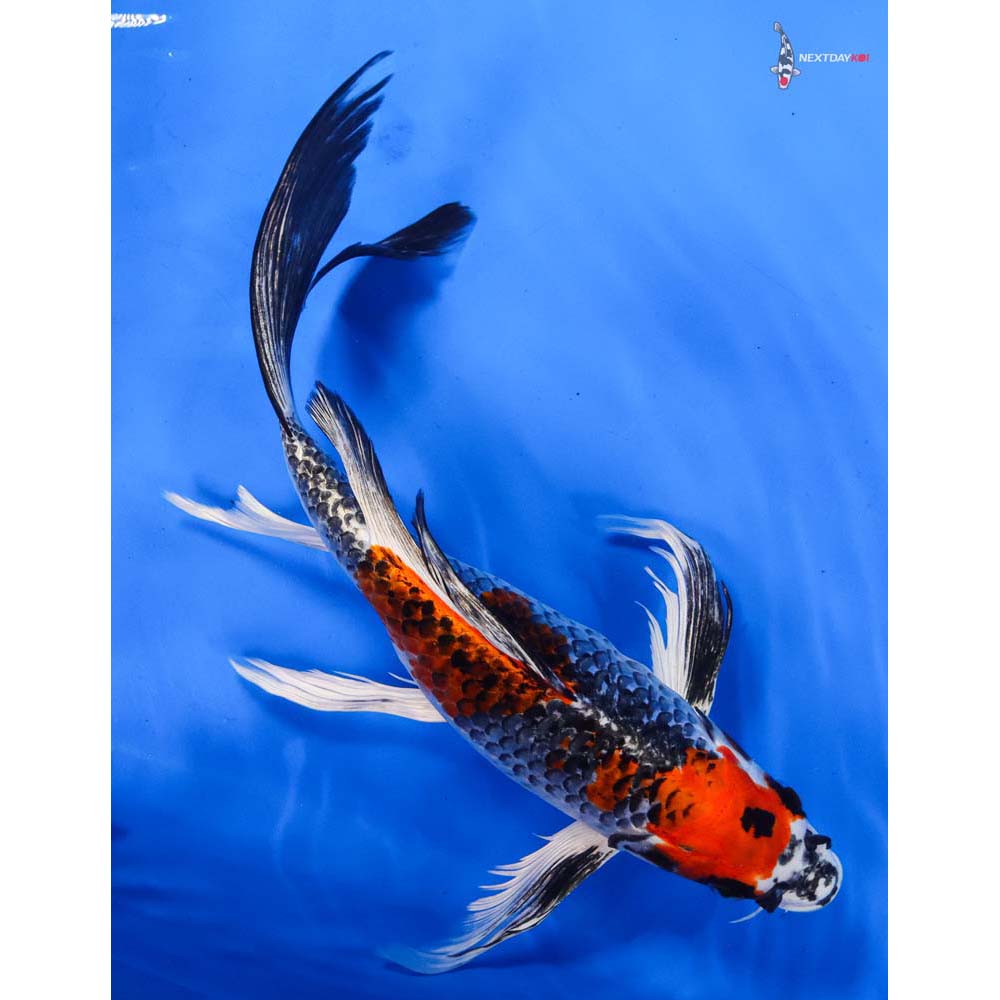11” Imported Kujaku Butterfly Koi