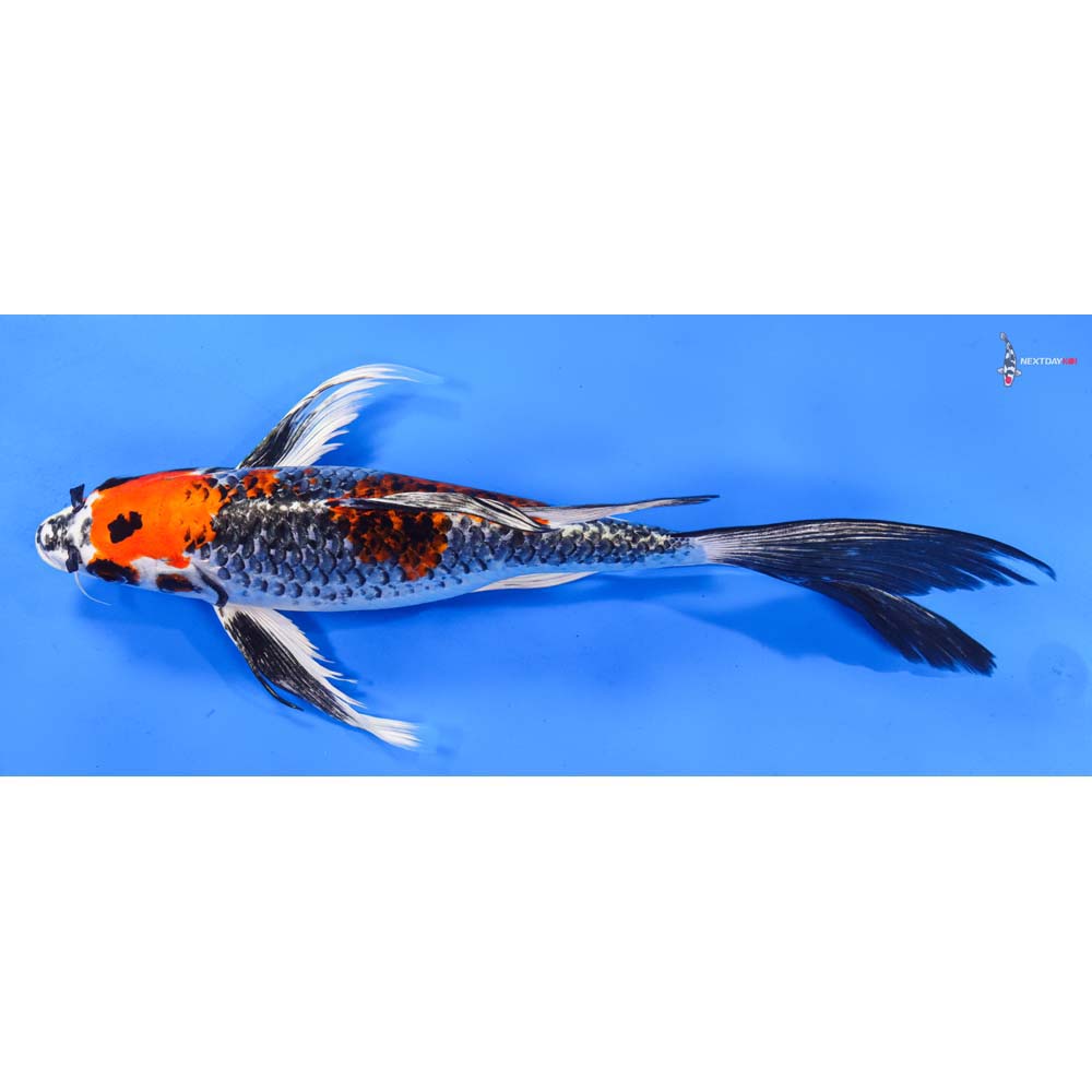11” Imported Kujaku Butterfly Koi