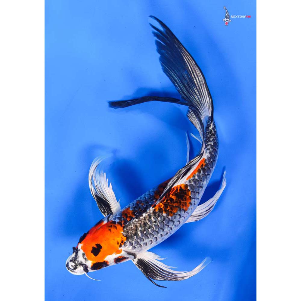 11” Imported Kujaku Butterfly Koi