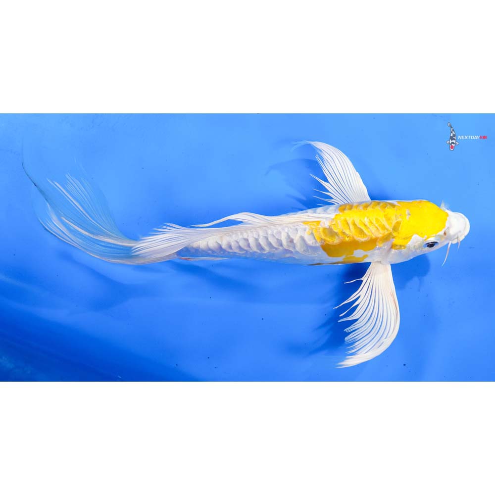 10” Imported Kikusui Butterfly Koi