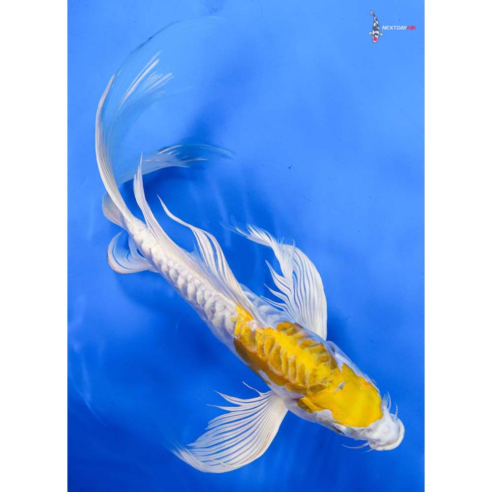 10” Imported Kikusui Butterfly Koi