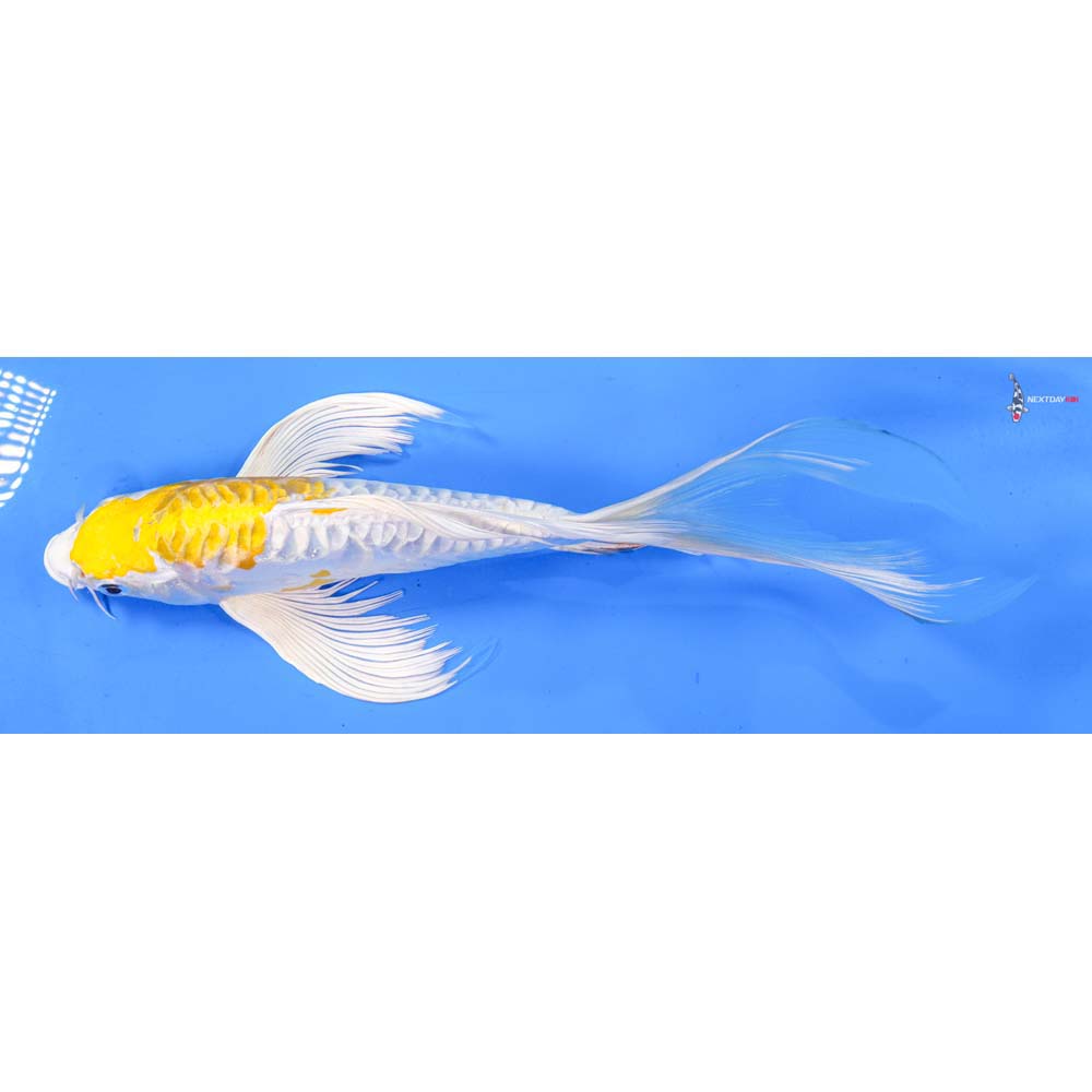 10” Imported Kikusui Butterfly Koi