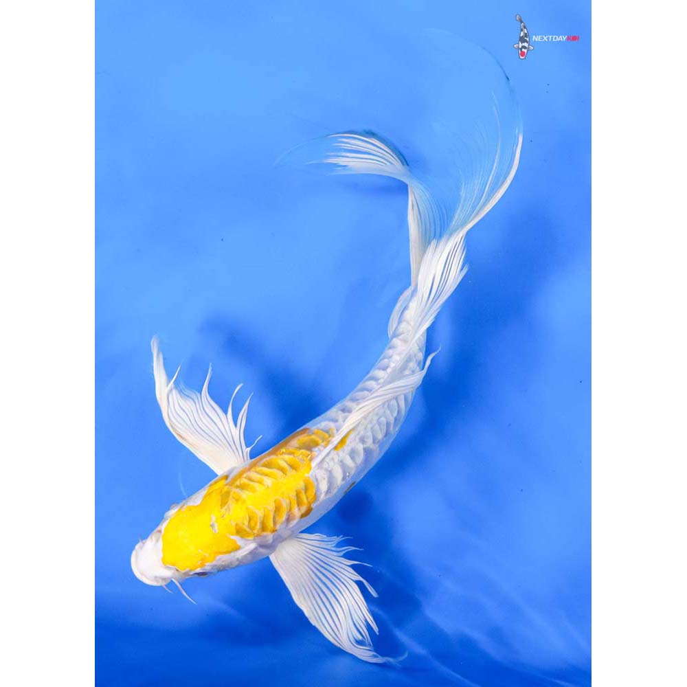 10” Imported Kikusui Butterfly Koi