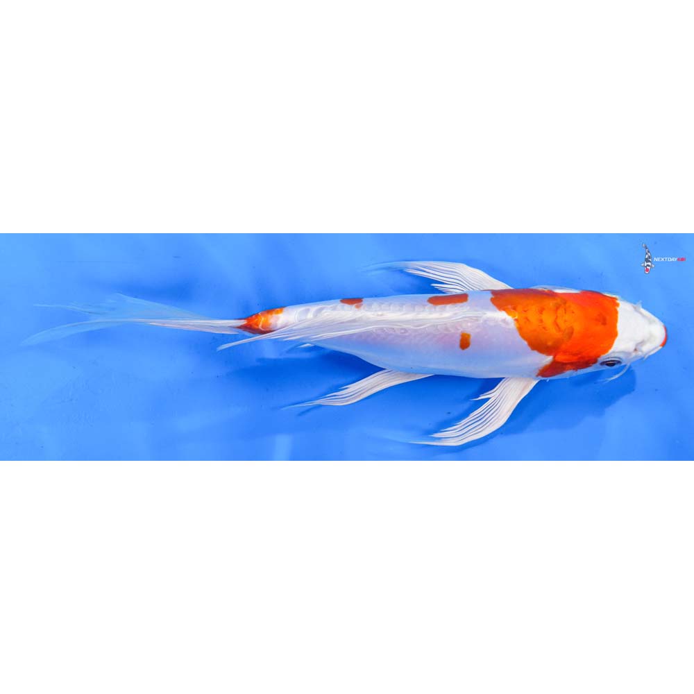 9” Imported Kikusui Butterfly Koi