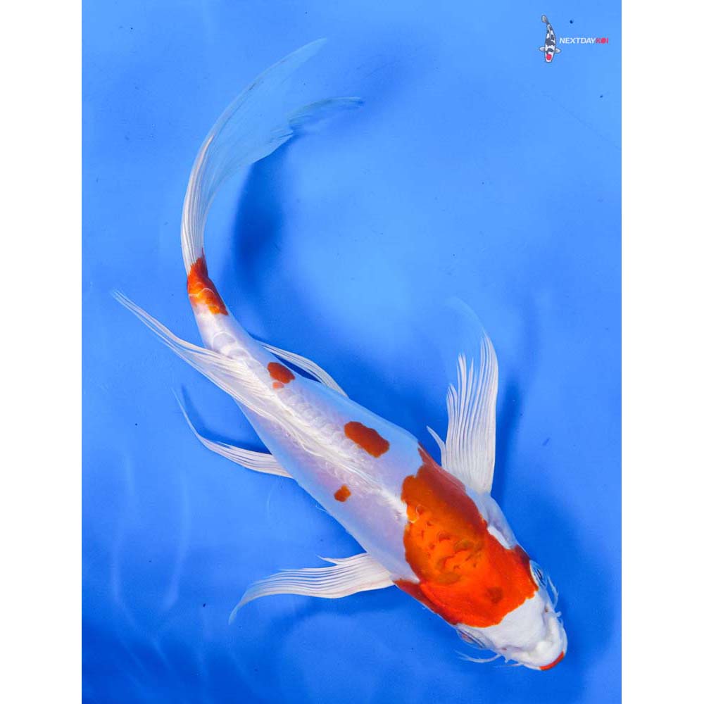 9” Imported Kikusui Butterfly Koi