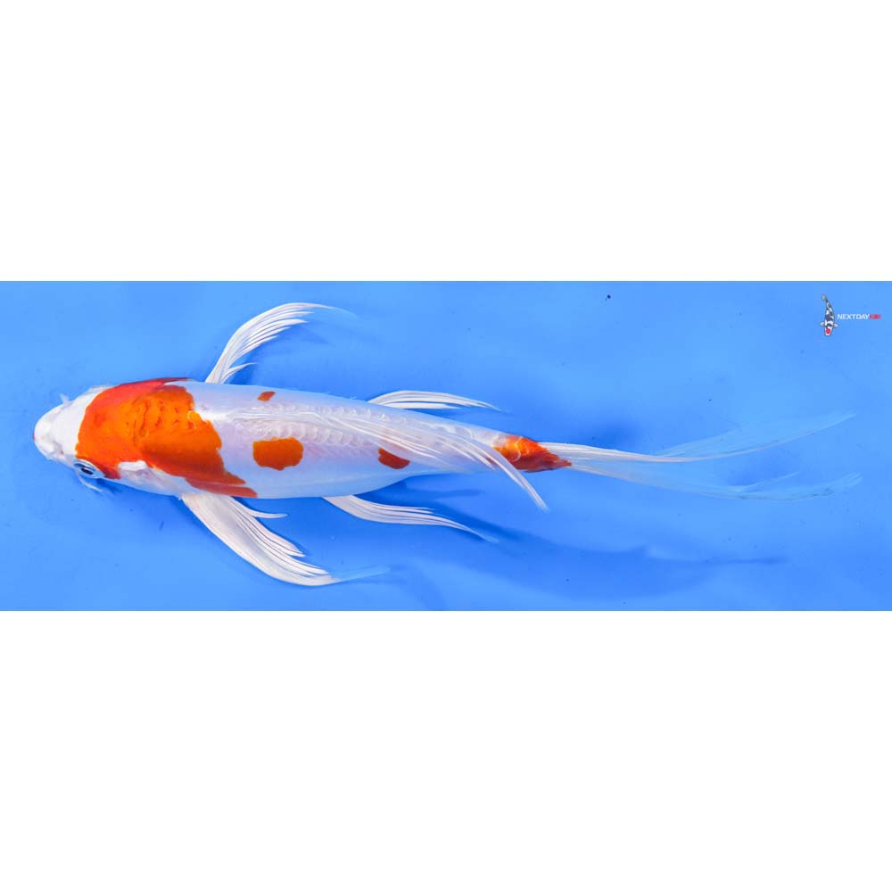 9” Imported Kikusui Butterfly Koi