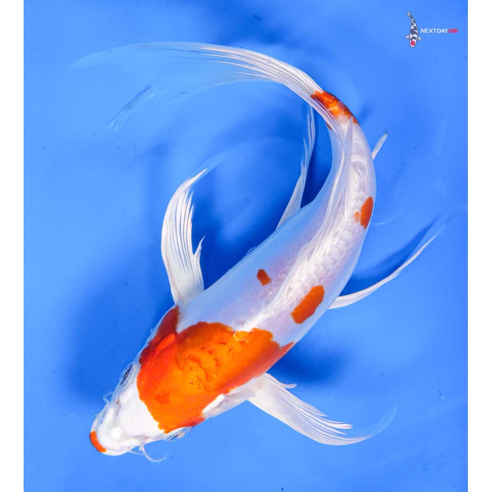 9” Imported Kikusui Butterfly Koi