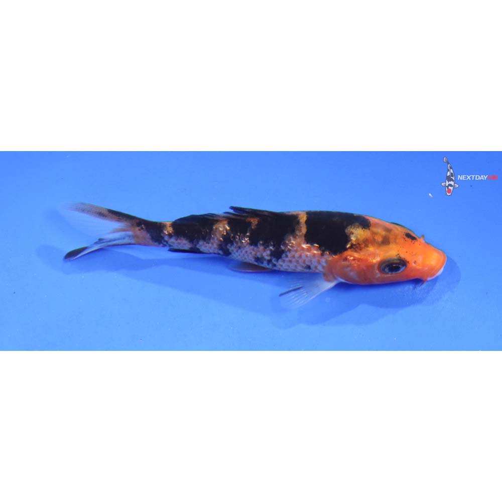 3.5” Imported Gin Rin Aka Bekko