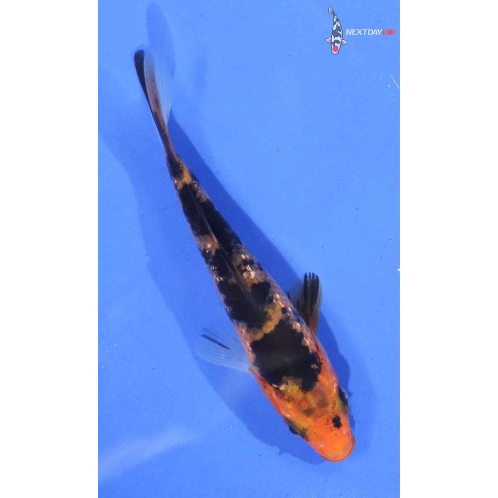 3.5” Imported Gin Rin Aka Bekko