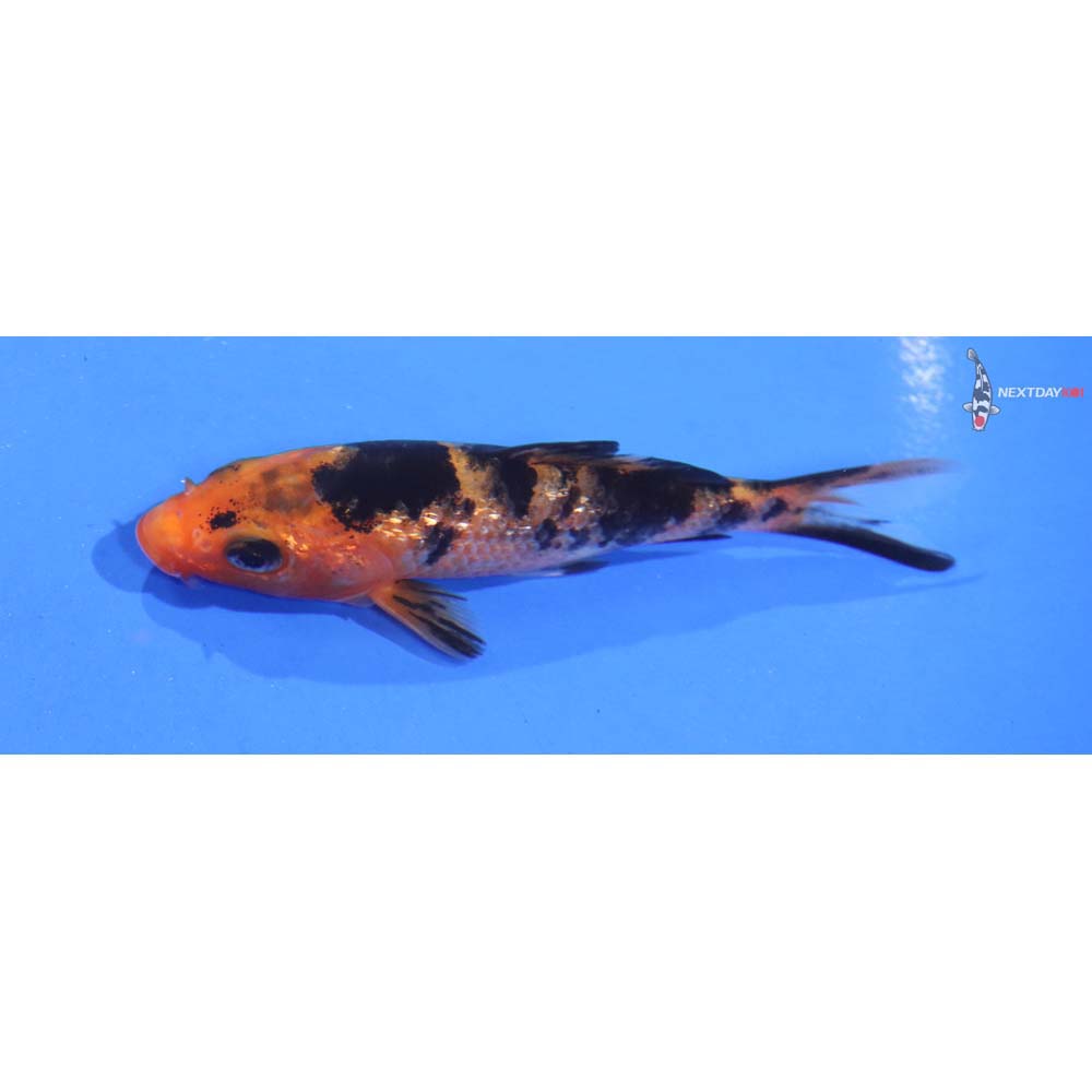 3.5” Imported Gin Rin Aka Bekko