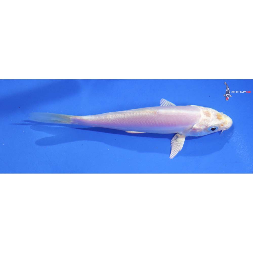 4” Imported Doitsu Platinum Ogon