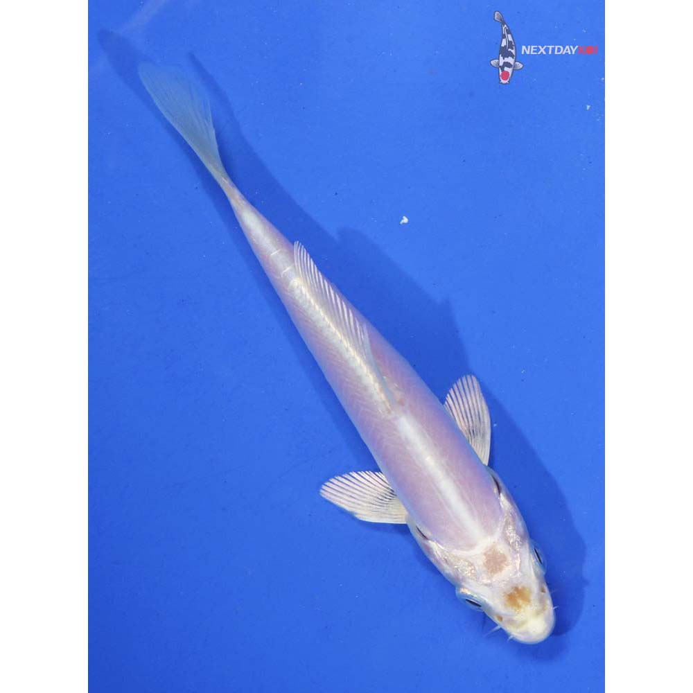 4” Imported Doitsu Platinum Ogon