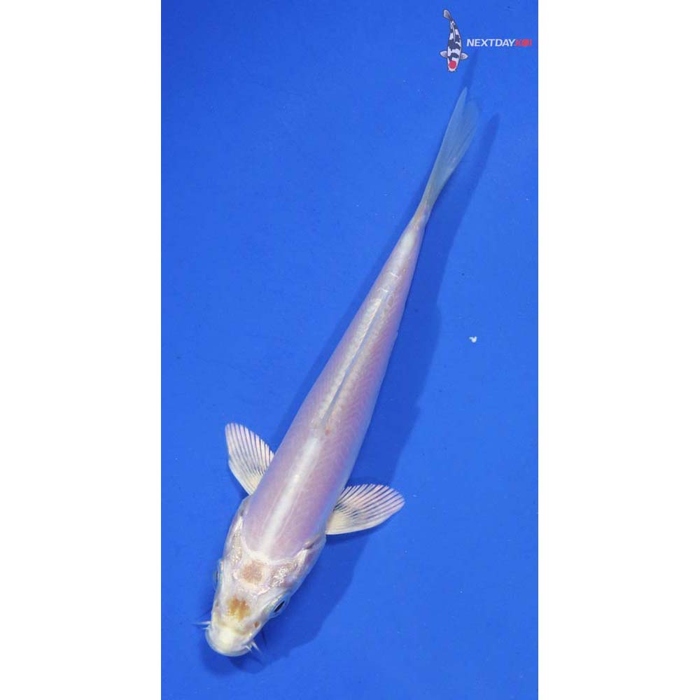 4” Imported Doitsu Platinum Ogon