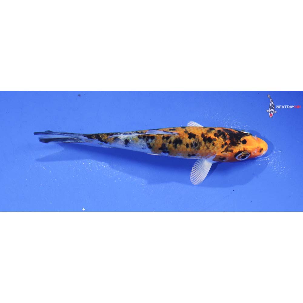 4” Imported Yamato Nishiki