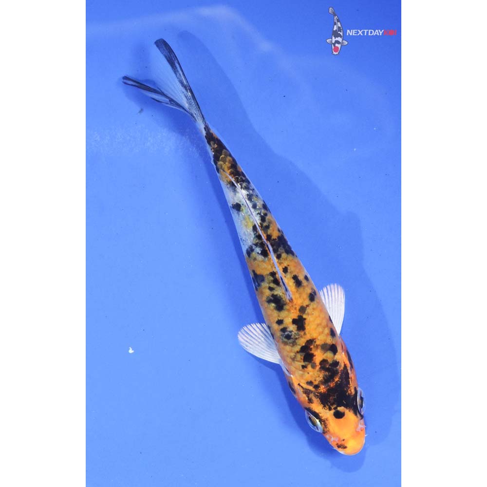 4” Imported Yamato Nishiki