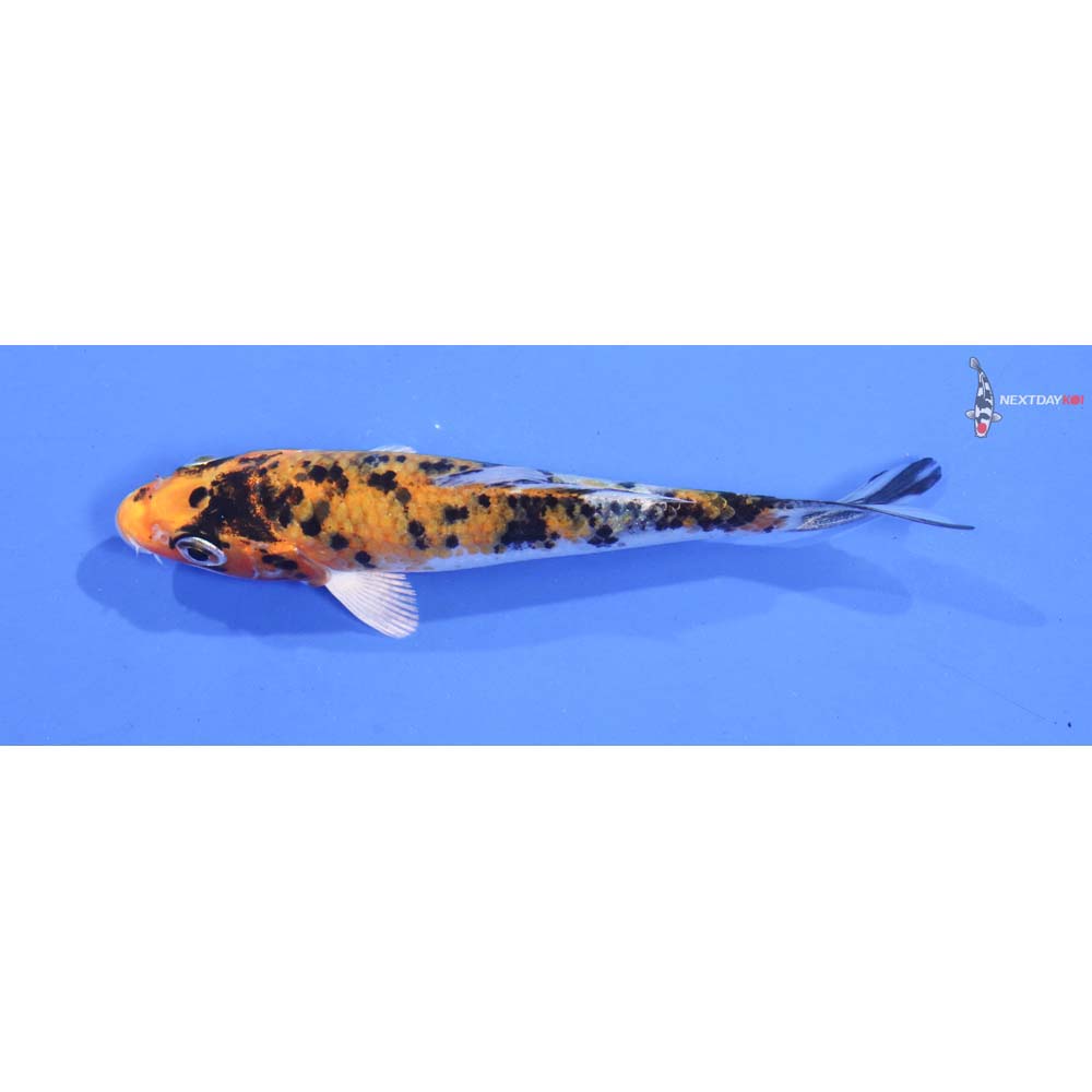 4” Imported Yamato Nishiki
