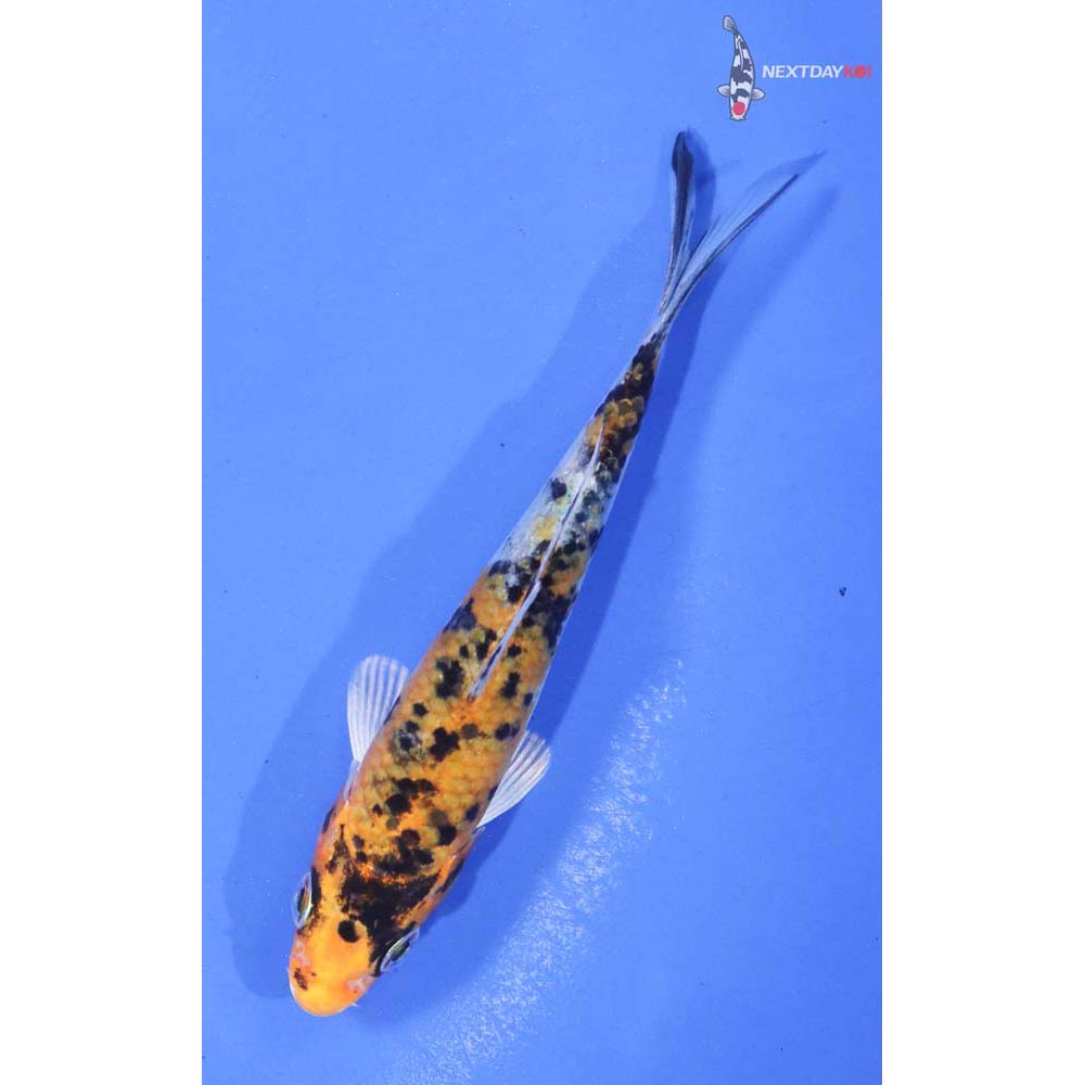 4” Imported Yamato Nishiki
