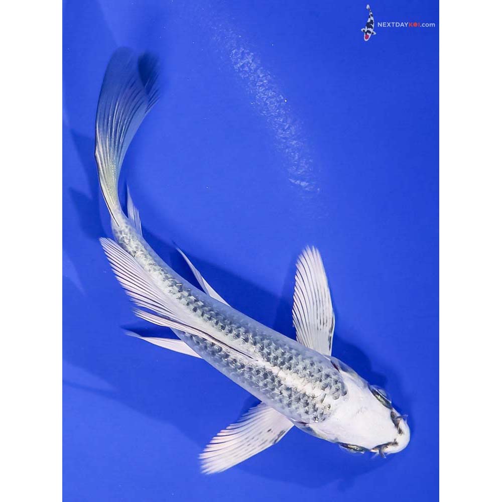 5” Imported Gin Matsuba Butterfly Koi