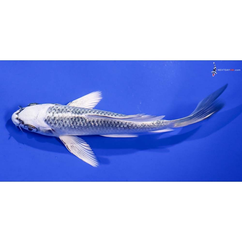 5” Imported Gin Matsuba Butterfly Koi