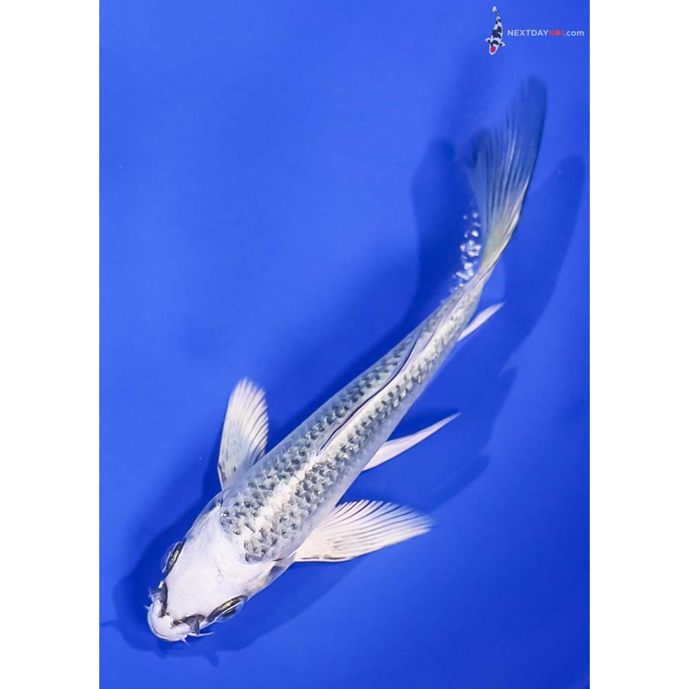 5” Imported Gin Matsuba Butterfly Koi