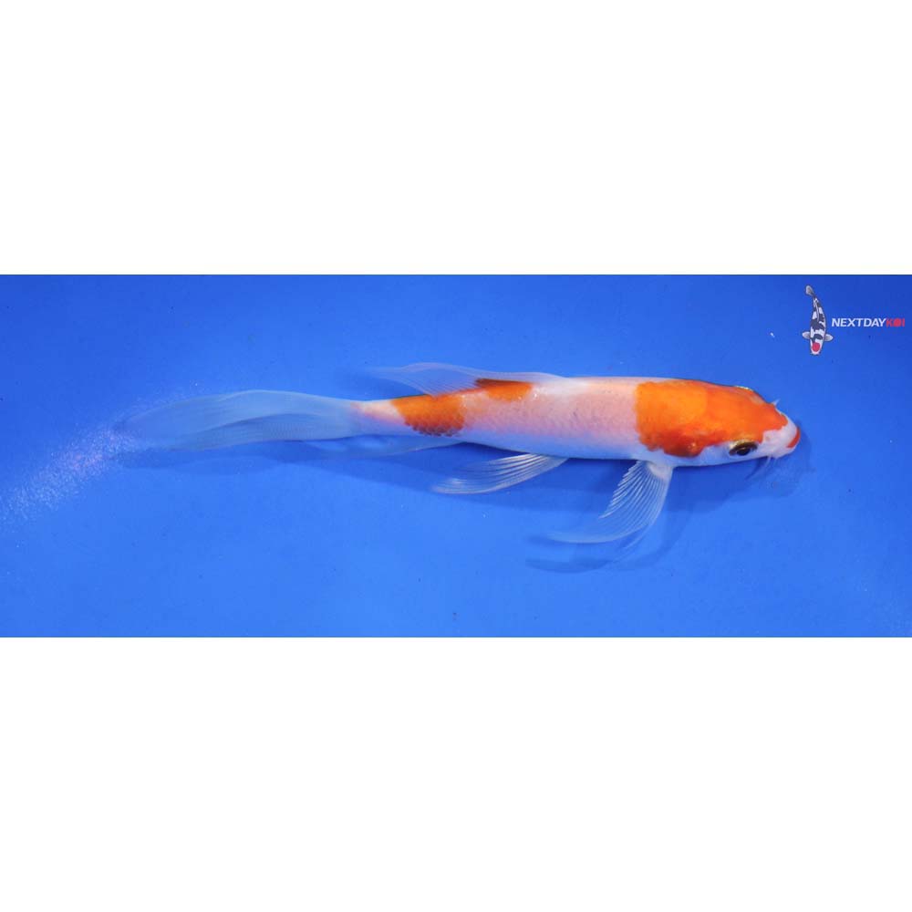 5” Imported Kohaku Butterfly Koi
