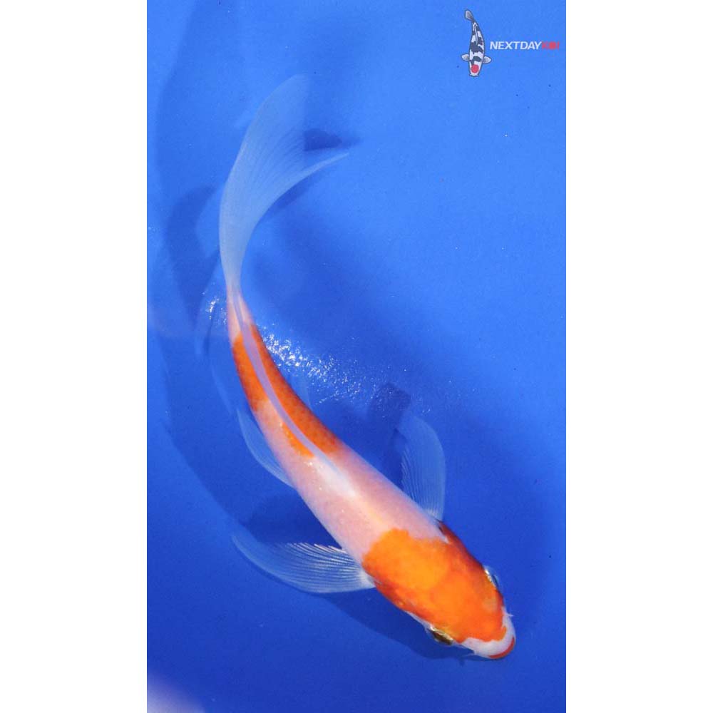 5” Imported Kohaku Butterfly Koi