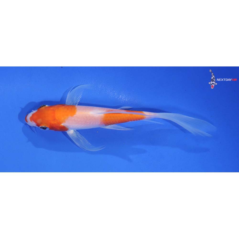 5” Imported Kohaku Butterfly Koi